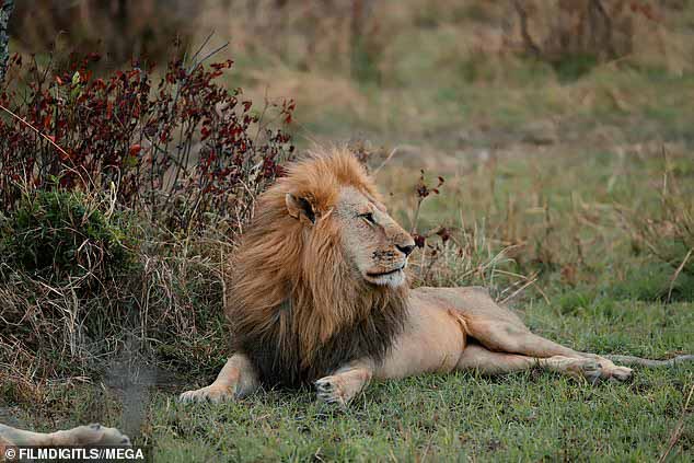 Король джунглей: Модель сфотографировала величественного льва с красивой гривой