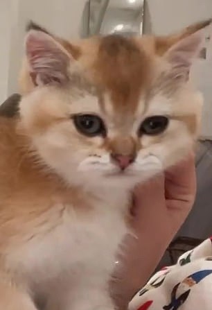 Котенок живет с магнатом макияжа